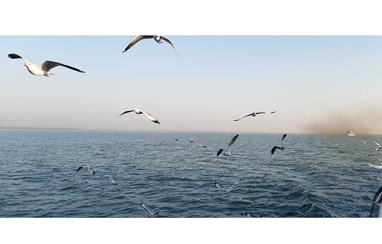 জাহাজের পিছু পিছু উড়ছে ঝাঁকে ঝাঁকে সি-বার্ড। ছবি: জাগো নিউজ