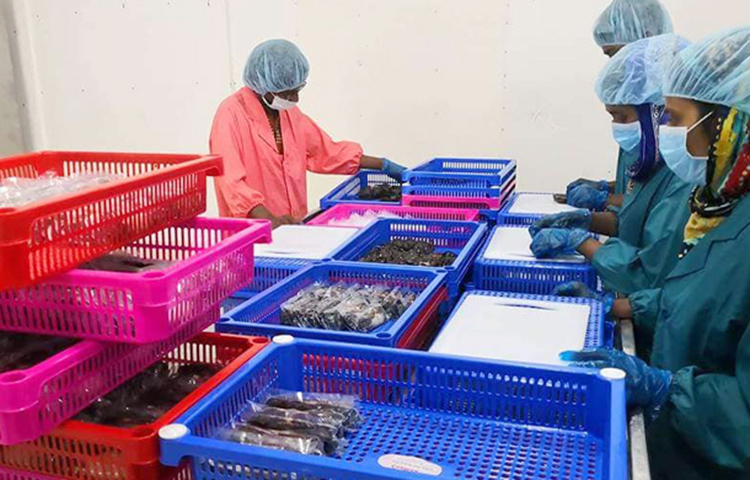 ‘সাকিব অ্যাগ্রো ফার্ম লিমিটেড’-এর সুপারভাইজারের দায়িত্ব পালন করছেন তৌফিক রহমান।