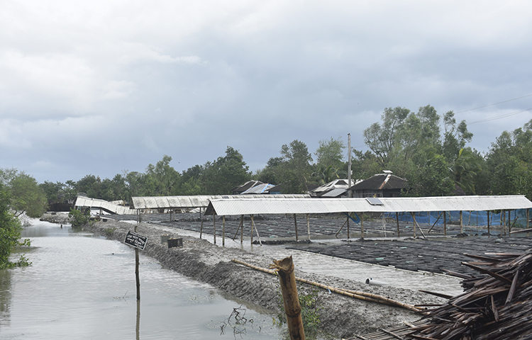 বুড়িগোয়ালীনি ইউনিয়ন পরিষদের চেয়ারম্যান ভবতোষ মণ্ডল জাগো নিউজকে বলেন, এলাকার একটি কাঁচা ঘরবাড়িও ভালো নেই। সবই বিধ্বস্ত হয়েছে। মানুষের মাঝে হাহাকার পড়ে গেছে। সব মানুষই তাদের ঘরবাড়ি মেরামত করার চেষ্টা করছে। যে যেটুকু পারছে সেটুকু ঠিক করে নিচ্ছে। আমার ইউনিয়নে চার হাজারেরও বেশি কাঁচা ঘরবাড়ি সম্পূর্ণ বিধ্বস্ত হয়েছে। ছবি: আকরামুল ইসলাম