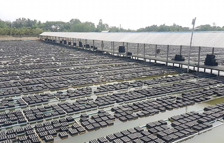 এখানে সুন্দরবন থেকে আহরিত ৮০-১২০ গ্রাম ওজনের কাঁকড়া সংগ্রহ করা হয়। কাঁকড়াগুলো সুন্দরবনের নদীতে খোলস দেয়। কিন্তু আমরা সফট কাঁকড়া পাই না। সেজন্য ফার্মের বক্সে সেগুলো আবার রাখা হয়। এখানে খোলস বদলের সঙ্গে সঙ্গে সেগুলো আমরা সংগ্রহ করে মাছ প্রসেসিংয়ের মতো করে প্রসেসিং করি। এরপর সেগুলো প্যাকেটজাত করে বিদেশে রফতানি করা হয়। অনেক দামে বিক্রি হয় এগুলো।