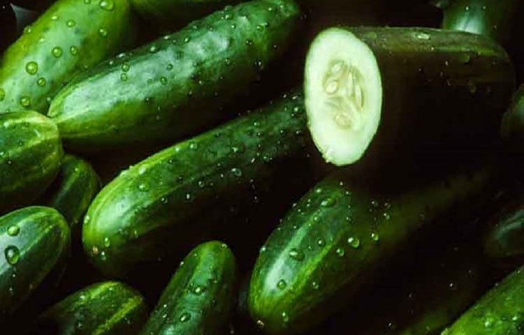 শসা কম বেশি সবারই ভালোলাগে। শসার মধ্যে অনেক উপকারী ভেষজ গুণ আছে। হজম নিয়মিত করে, মেদ ঝরায়, শরীর সুস্থ রাখে।