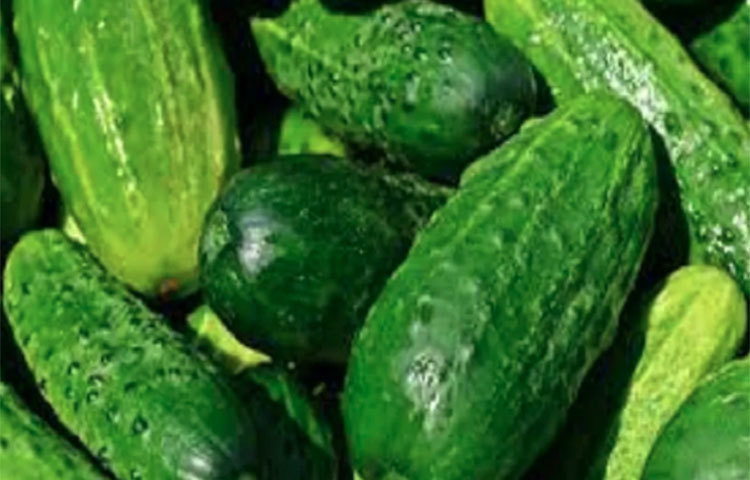 নিয়মিত শসা খেলে কোষ্ঠ কাঠিন্য দূর হয়।