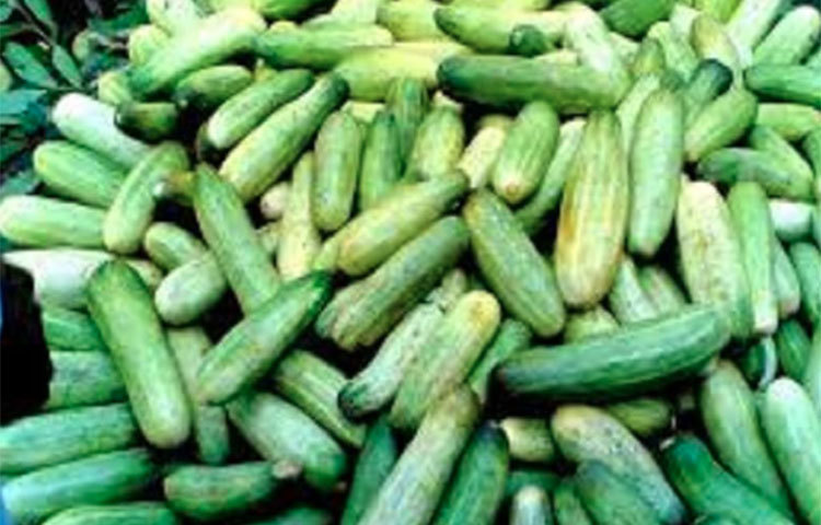 শসা খেলে কোলেস্টেরল নিয়ন্ত্রণে থাকে।