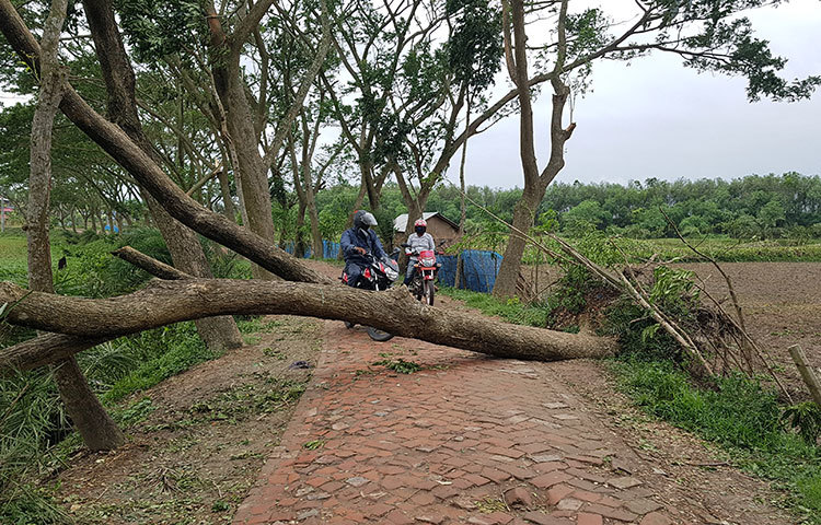 সড়কের ওপর অসংখ্য গাছ উপড়ে পড়ে উপজেলা সদরসহ ইউনিয়নগুলোর যোগাযোগ সম্পূর্ণ বিচ্ছিন্ন হয়ে পড়েছে। ছবি: আকরামুল ইসলাম