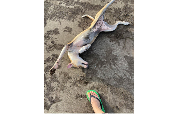 আলিবাগের সৈকতে কুকুরে সাথে দুষ্টুমিতে মেতেছেন অন্বেষা। এই ছবি তুলছেন স্বস্তিকা মুখোপাধ্যায়। ছবি: ইনস্টাগ্রাম