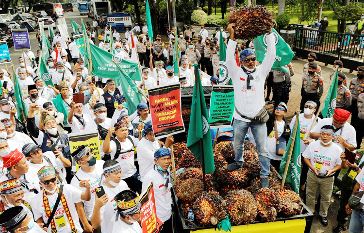 ইন্দোনেশিয়ায় পাম তেল রপ্তানি বন্ধের প্রতিবাদে বিক্ষোভ শুরু করেছেন দেশটির কৃষকরা। সরকারের ওই সিদ্ধান্তে রোজগার অর্ধেকে নেমে গেছে বলে অভিযোগ শত শত কৃষকের। ছবি: সংগৃহীত