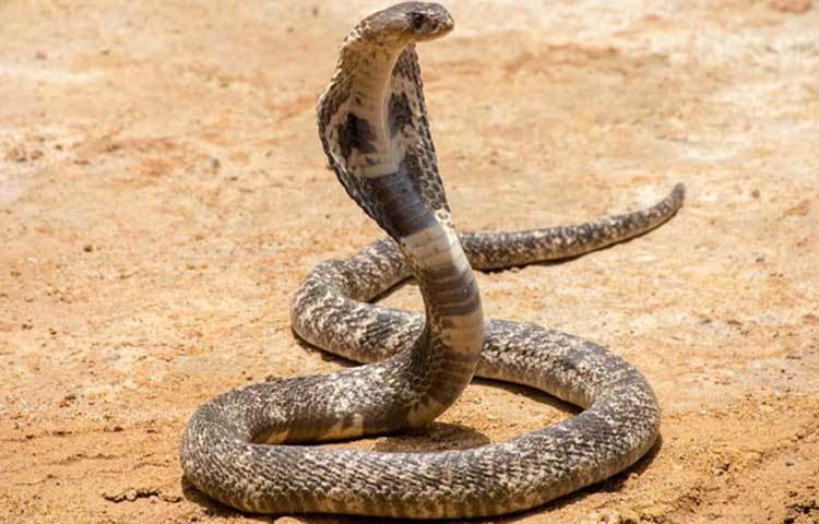 এবার বিষধর কেউটে বা গোখরো কামড়ালেও সাপে কাটা রোগীর জীবন বাঁচতে পারে। একদল বিজ্ঞানী ইন্ডিয়ান কোবরা-র জিনোম ডিকোড করেছেন। যার ফলে গোখরো বা কেউটের কামড়ে ব্যবহৃত অ্যান্ডিভেনম তৈরিতে অনেক সুবিধা হল বলে দাবি করা হচ্ছে।