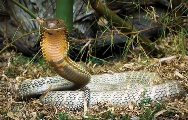 যে কোনো প্রাণীর ডিএনএ-তে থাকা সমস্ত জিনের পূর্ণ সেট থাকে। তাকেই বলে জিনোম। আর সেই জিনোম-ই প্রাণীটির সম্পর্কে পরিচ্ছন্ন ধারণা দেয়। ফলে জিনোম ডিকোড করতে পারলেই প্রাণিটি সম্পর্কে সব তথ্য পাওয়া যেতে পারে।