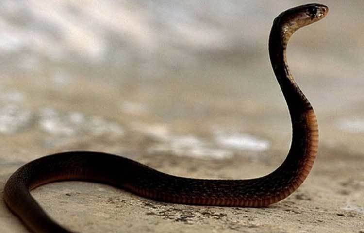 ইন্ডিয়ান কোবরার জিনোম ডিকোড করে ১৯ ধরণের বিষ জিনের সন্ধান পেয়েছেন বিজ্ঞানীরা। সিন্থেটিক হিউম্যান অ্যান্টিবডি তৈরিতে যা কাজে লাগবে বলে জানিয়েছেন বিজ্ঞানীরা।