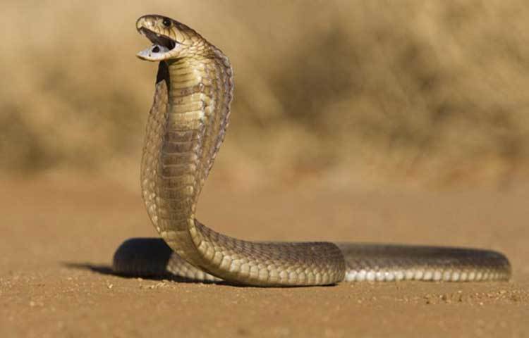 ভেনম হল ১৪০ অড প্রোটিন বা পেপটাইড-এর এক জটিল মিশ্রণ। বর্তমানে যেসব অ্যান্টিভেনম কোবরা সাপ কামড়ালে ব্যবহার করা হয় তা ভেনম বা বিষনাশক হিসাবে ভাল কাজ করে না।