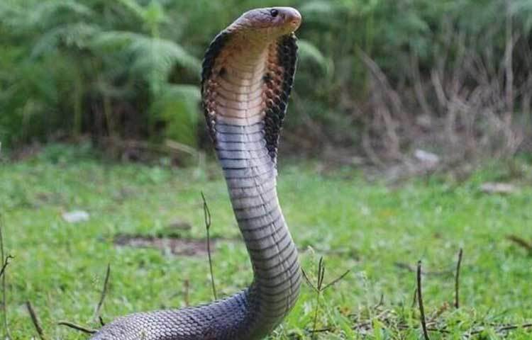 কোবরা কামড়ালে আজকের দিনেও যে অ্যান্টিভেনম প্রয়োগ করা হয় তা হয়তো প্রায় ১০০ বছর আগে আবিষ্কার হওয়া। তবে এবার এই ৪২ জন বিজ্ঞানী মিলে অ্যান্টিভেনম উত্পাদনে বড়সড় সাফল্য এনে দিতে পারেন। উল্লেখ্য, এই ৪২ জন বিজ্ঞানীদের মধ্যে একজন ভারতীয়।