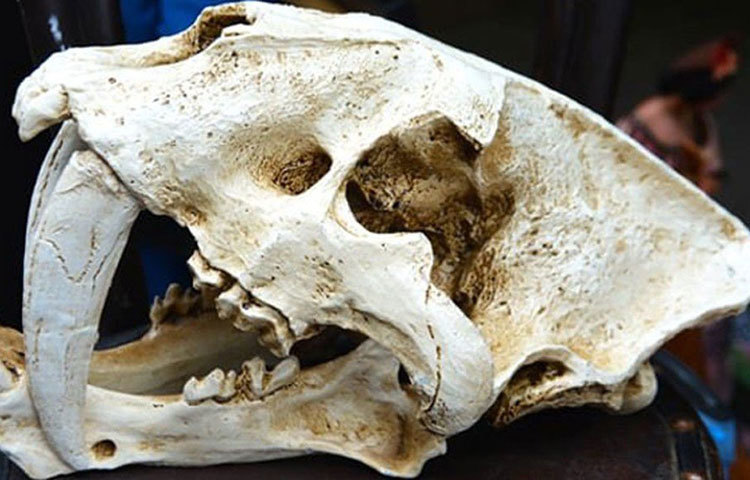 বস্তত বিড়ালের প্রজাতি। কিন্তু আকার দেখলে বিড়াল বলে ভুল করবেন না। বিড়াল তো নয়ই, বরং বড়সড় আকারের হিংস্র এক পশু।