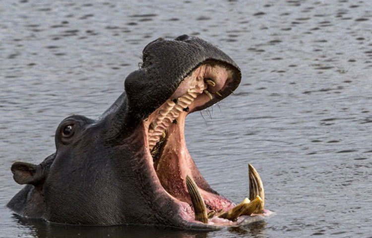 জলহস্তীর মতো এদের বিশাল মুখের মধ্যে খুব সহজেই বড় আকারের শাকাশি প্রাণীর মুখ ঢুকে যেত। আর সূচালো ক্যানাইন ফুঁড়ে যেত তাদের খুলি। বড় বড় শিকারকে সহজেই কুপোকাত করত এরা।