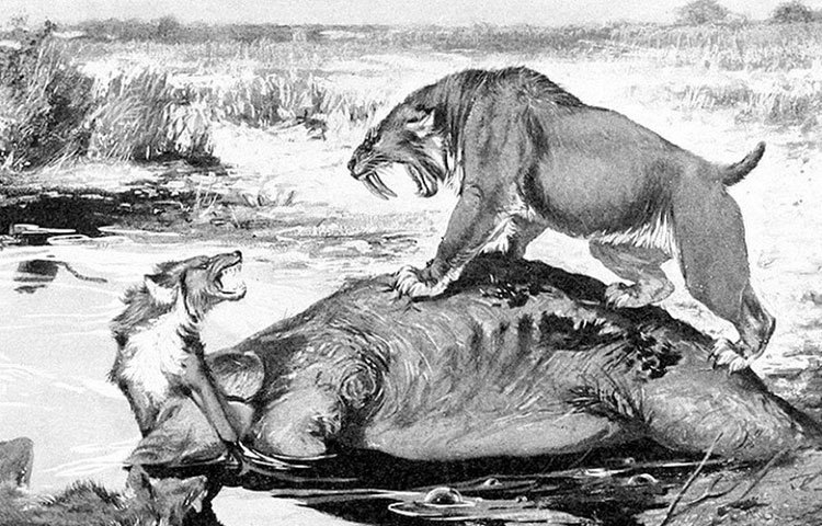 এই প্রাণীদের বলা হত স্মিলোডন। একসময় দক্ষিণ আমেরিকায় এই প্রাণীর অস্তিত্ব ছিল। তবে আজ থেকে ১০ হাজার বছর আগে তাদের অস্তিত্ব সম্পূর্ণ বিলোপ হয়ে গিয়েছে।