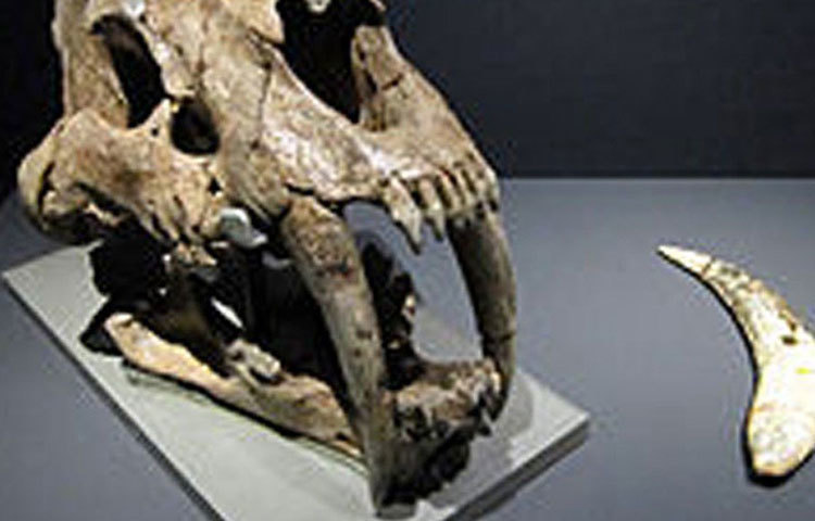 প্রায় দেড় ফুট লম্বা খুলির সবচেয়ে আকর্ষণীয় ছিল তাতে লেগে থাকা দুটো দাঁত। সেই দাঁতগুলোই লম্বায় ছিল১১ ইঞ্চি। অর্থাৎ প্রায় এক ফুট।