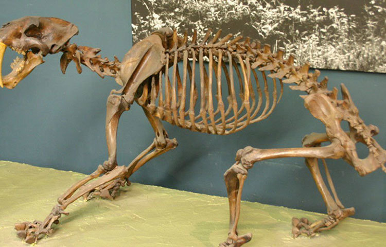 শক্তপোক্ত এই ক্যানাইন দেখেই শিকারের আকৃতির একটা আন্দাজ করাই যায়। এত বড় দাঁত এর আগে আর কোনো বিড়ালে প্রজাতির কোনো প্রাণীর মধ্যে মধ্যে দেখা যায়নি।