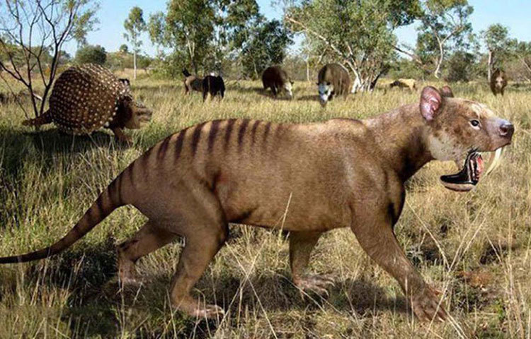 এতদিন বিজ্ঞানীদের জানা ছিল, সাবের টুথ টাইগারই ছিল এই প্রজাতির সবচেয়ে বড় এবং ভয়ানক প্রাণী। বিশালাকার তৃণভোজী প্রাণীদের তারাই শিকার করত।