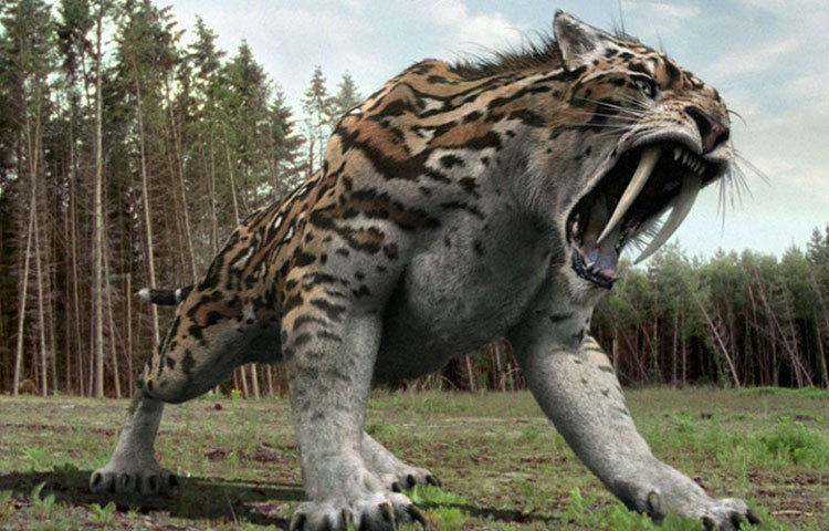 কিন্তু এই স্মিলোডন প্রাণীর খুলি আবিষ্কারের পর বিজ্ঞানীরা জানিয়েছেন, এই প্রজাতির সবচেয়ে ভয়ানক প্রাণী এরাই।