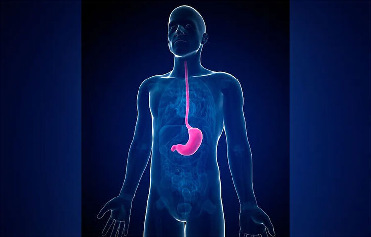 আমরা অনেক সময় বলে থাকি অ্যাসিডিটির সমস্যা হচ্ছে। তবে বিষয়টা হলো আমাদের দেহের থেকেই এত বেশি অ্যাসিড উৎপাদন হয় যা ল্যাব ইত্যাদিতে ব্যবহৃত অ্যাসিডের মতো। মানুষের পাকস্থলীতে উপস্থিত অ্যাসিড সম্পর্কিত এমন একটি তথ্য সম্পর্কে বলা যায় যা অনেকে খুব কমই জানেন। পেটের অ্যাসিড, গ্যাস্ট্রিক অ্যাসিড আসলে হাইড্রোক্লোরিক অ্যাসিড যা মানুষের পাকস্থলীর আস্তরণ থেকে তৈরি হয়। মানুষ মাংসাশী জীব। এই কারণে পাকস্থলীতে উপস্থিত অ্যাসিডটি এতই অম্লীয় এবং তীব্র যে এটি সমস্ত কিছুকে গ্রাস করে। ছবি: সংগৃহীত