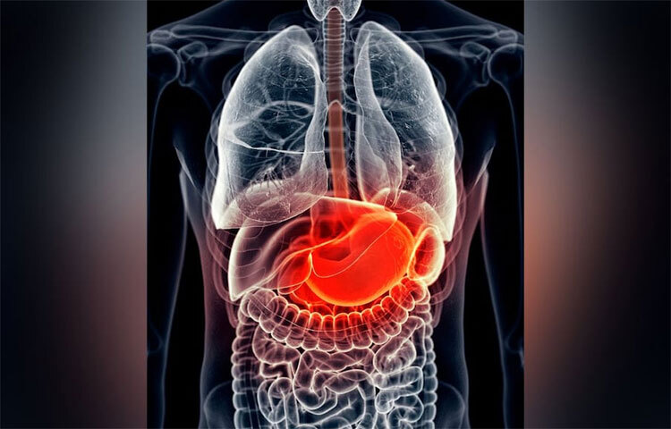 পাকস্থলীতে উপস্থিত অ্যাসিড একটি নিরাপদ থলিতে সিল করা হয়। এই থলিগুলো মিউকোসাল প্রোটিন দ্বারা গঠিত, যা একই ভেজা পদার্থ যা আমাদের নাকের ভিতরে থাকে, যাকে মিউকাস বলে। এগুলো চিনির অণু দিয়ে তৈরি। চিনি অ্যাসিড প্রতিরোধে অত্যন্ত কার্যকরী প্রমাণিত হয়। অনেক সময় এই অ্যাসিডও থলি থেকে বেরিয়ে আসে, কিন্তু অতিরিক্ত রক্ত প্রবাহের কারণে তা পরিষ্কার হয়ে যায়। এই কারণে এটি মানুষের ক্ষতি করে না। ছবি: সংগৃহীত