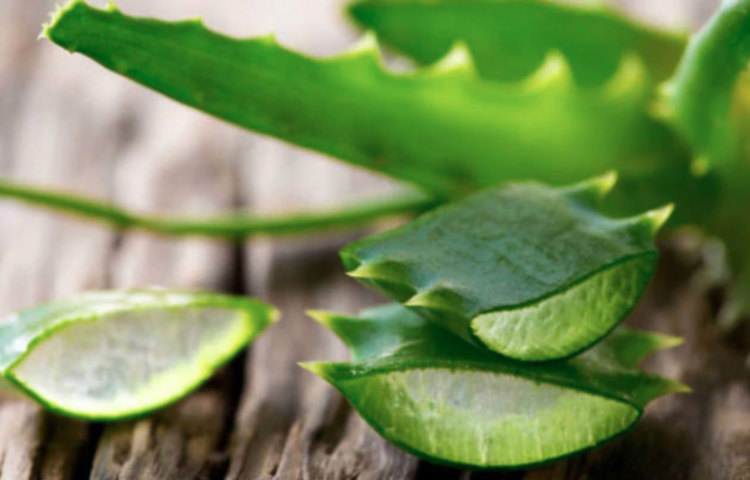 অ্যালোভেরা জেল: ত্বকের বেশির ভাগ দাগ দূর করতে প্রতিদিন অ্যালোভেরার রস বা জেল ব্যবহার করতে পারেন যত দিন না দাগ হালকা হচ্ছে। উপকার পাবেন।