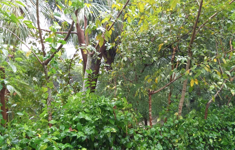 বন্ধ সমস্ত স্কুল কলেজ।