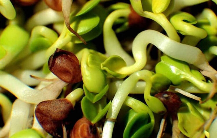 নিয়মিত ছোলা খেলে রক্ত স্বল্পতা দ্রুত দূর হয়। এ ছাড়া ছোলায় আছে প্রচুর আয়রন ও প্রোটিন। ভিটামিন, মিনারেলে ভরা ছোলা পরিপাকে সাহায্য করে। দূরে রাখে একাধিক অসুখ। সালাদ, রোলসহ যে কোনো তরকারি রান্নায় দিয়ে এটি খাওয়া যায়। ছবি: সংগৃহীত