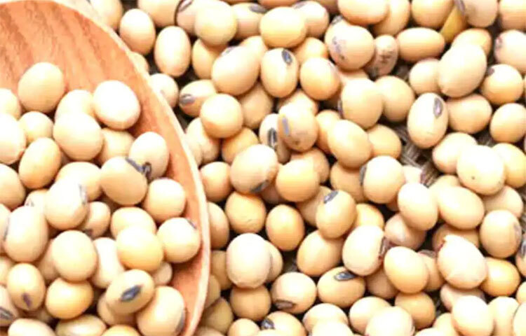 সয়াবিনে আছে আয়রন, কপার ও অন্যান্য মিনারেলস। রোগ প্রতিরোধ শক্তি বাড়িয়ে তোলে সয়াবিন। সয়াবিনের ম্যাঙ্গানিজ ক্ষতিকর রাসায়নিক বিক্রিয়া থেকে শরীরকে রক্ষা করে। ছবি: সংগৃহীত