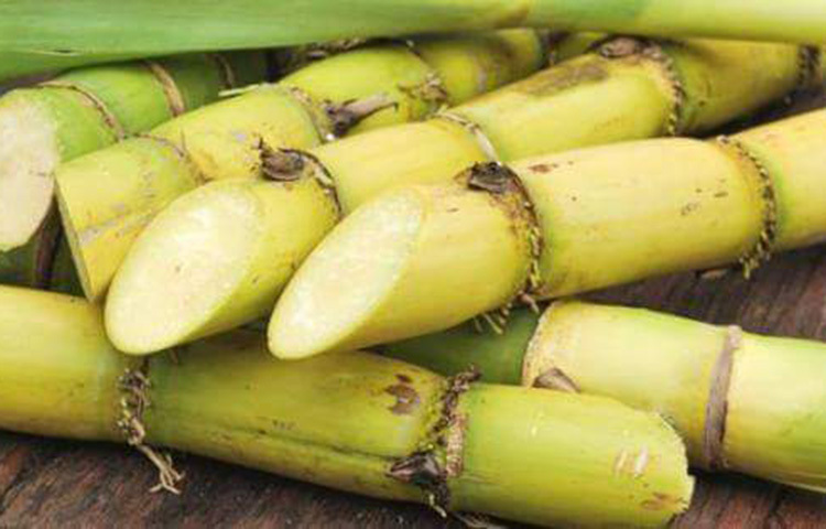 আখের রসে থাকা আলফা হাইড্রক্সি অ্যাসিড ত্বকের কুঁচকে যাওয়া রোধ করে। অ্যাকনি ও মাথায় খুসকিও দূর করে। ছবি: সংগৃহীত