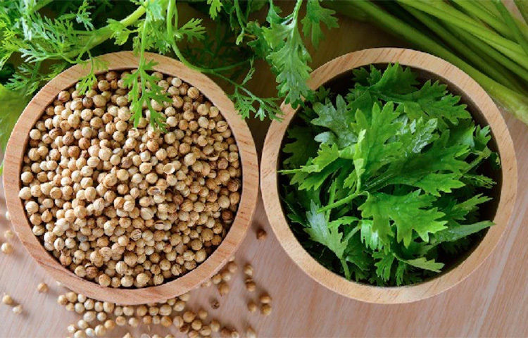 গোলমরিচের মতো ধনেও খুব কার্যকরী। শরীরে ইনসুলিন জোগান দেয় এরকম কোষকে উজ্জীবিত করে ধনে। শাক-সবজি, ডাল-তরকারিতে ধনেগুঁড়ো ব্যবহার করা যেতে পারে। ছবি: সংগৃহীত