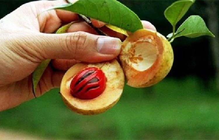 জায়ফল রান্নায় বিভিন্নভাবে ব্যবহার করা যায়। এটি চিনি বা মিষ্টি জাতীয় খাবার খাওয়ার ইচ্ছে কমিয়ে দেয়। ফলে জায়ফলযুক্ত রান্না সুইট টুথের ক্ষেত্রে উপকারী। ছবি: সংগৃহীত