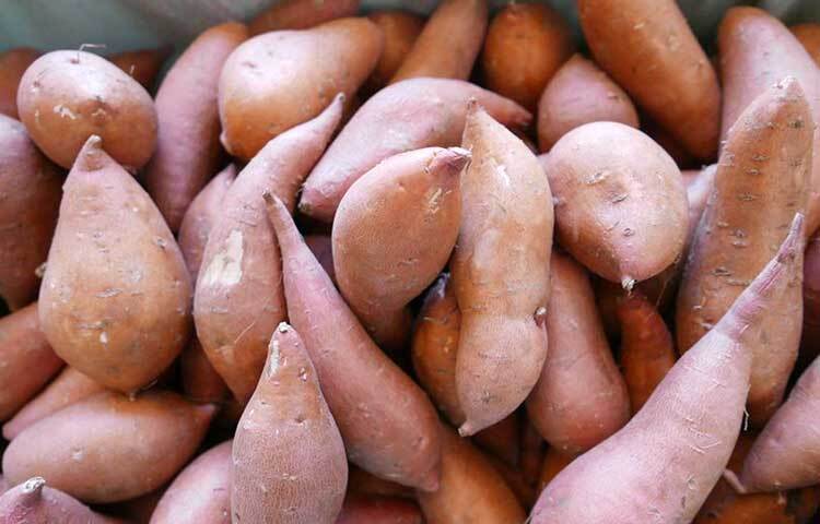 প্রচুর পরিমাণে ফাইবার আছে মিষ্টি আলুতে। যা হজমে সাহায্য করে এবং কোষ্ঠকাঠিন্যের সমস্যা দূর করে। এই সবজি খেলে পেট অনেক্ষণ পর্যন্ত ভর্তি থাকে। ফলে ওজন নিয়ন্ত্রণে থাকে ও ওবেসিটি কমায়। হজমে সমস্যার জন্য অনেকেরই মলত্যাগে সমস্যা হয়। এটি ডায়েটে রাখলে সেই সমস্যাও দূর হতে পারে। ছবি: সংগৃহীত