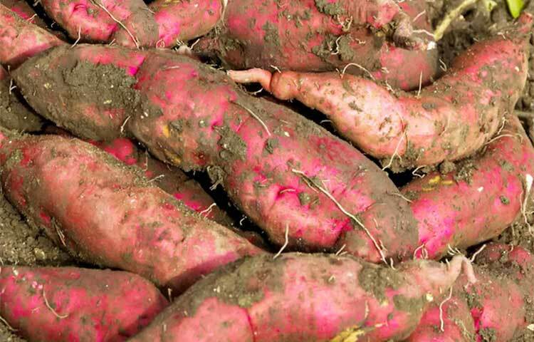 অ্যান্টি-ইনফ্ল্যামেটরি উপাদান থাকে মিষ্টি আলু বা রাঙা আলুতে। তাছাড়া এতে ভিটামিন এ, বি, সি, ডি ও কে থাকে। যা অ্যান্টি-ইনফ্ল্যামেটরি উপাদান হিসেবে আমাদের শরীরে কাজ করে। একাধিক সমস্যা দূর করে ও শরীর সুস্থ রাখে। ছবি: সংগৃহীত