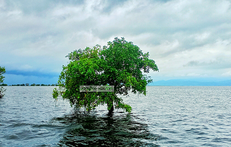 হাওরের বুকে বিশাল জলরাশি। ছবি: লিপসন আহমেদ