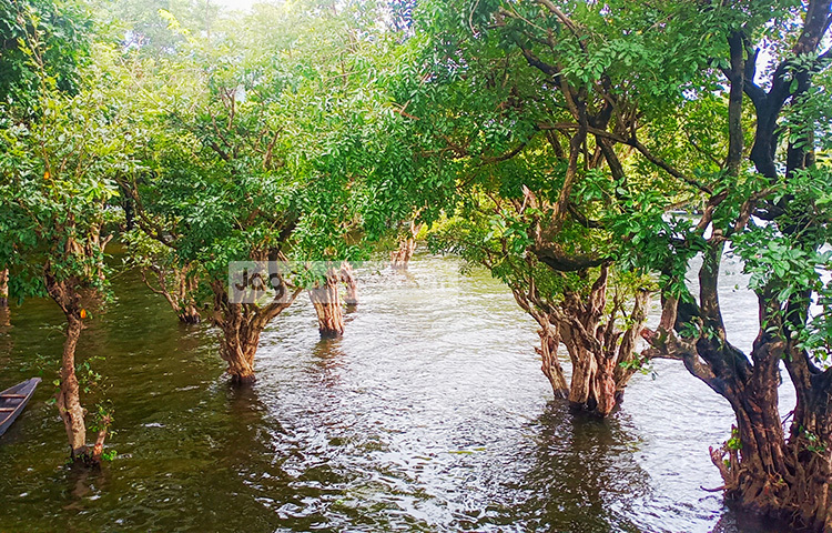 টাঙ্গুয়ার হাওরের এমন সৌন্দর্য দেখে মুগ্ধ হন পর্যটকরা। ছবি: লিপসন আহমেদ