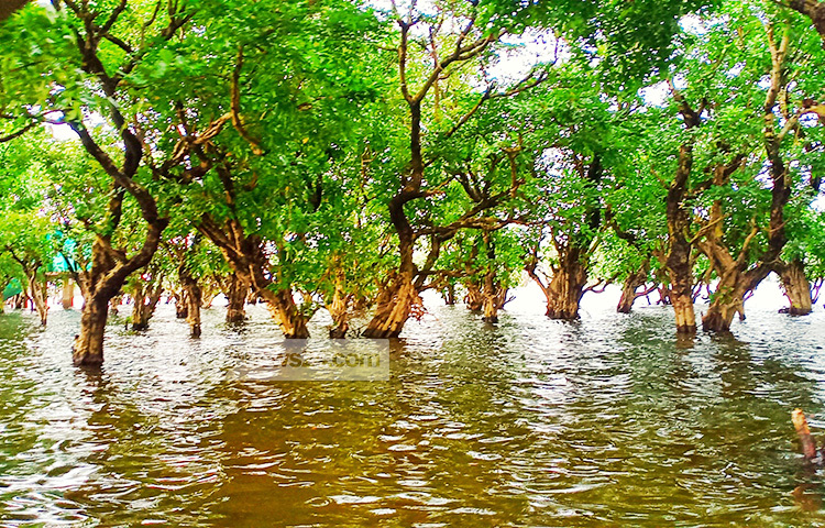 করোনার দুঃসহ সময় কেটে গেলে আবার টাঙ্গুয়ার হাওর পর্যটকদের পদচারণায় মুখর হয়ে উঠবে। ছবি: লিপসন আহমেদ