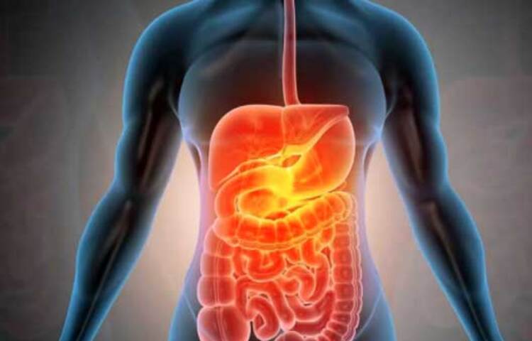 হজম প্রক্রিয়া ঠিক রাখে: তামার পাত্রে খাবার খাওয়া, তামার গ্লাসে বা বোতলে পানি পানের ফলে হজমের সমস্যা দূর হতে পারে। কারণ তামা হজমে সাহায্য করে। এতে থাকা উপাদান ব্যাকটেরিয়া মেরে ফেলে, পেটের সমস্যা দূর করে, মেটাবলিজম ঠিক রাখে। তবে, মনে রাখতে হবে, লেবুর পানি বা গরম পানি যেন তামার পাত্রে না রাখা হয়। ছবি: সংগৃহীত