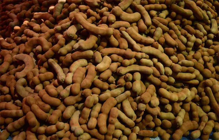 বসন্তের শুরুতেই বাজারে পাকা তেঁতুল পাওয়া যায়। কাঁচা ও পাকা দুরকম তেঁতুলই শরীরের জন্য উপকারী। গরমের তীব্রতা থেকে শরীরকে শীতল রাখে। এছাড়াও আরও গুণ রয়েছে তেঁতুলের। ছবি: সংগৃহীত