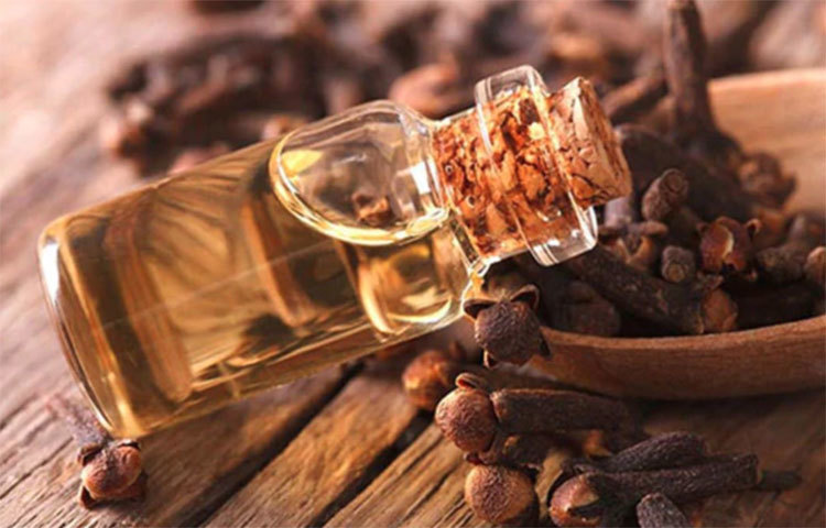 লবঙ্গের তেলের উপকারিতার কথা আমরা অনেকেই জানি। লবঙ্গের তেল মাড়ির ব্যাথা কমিয়ে মাড়ি থেকে রক্ত পড়া বন্ধ করতে সাহায্য করে। সামান্য লবঙ্গের তেল মাড়িতে লাগালেই উপকার মিলবে। এ ছাড়াও একটি বা দুটি লবঙ্গ মুখে রাখলেও উপকার পাওয়া যায়। লবঙ্গ মাড়ির রক্তক্ষরণ বন্ধের সঙ্গে সঙ্গে মুখের দুর্গন্ধ কাটাতেও সাহায্য করে।