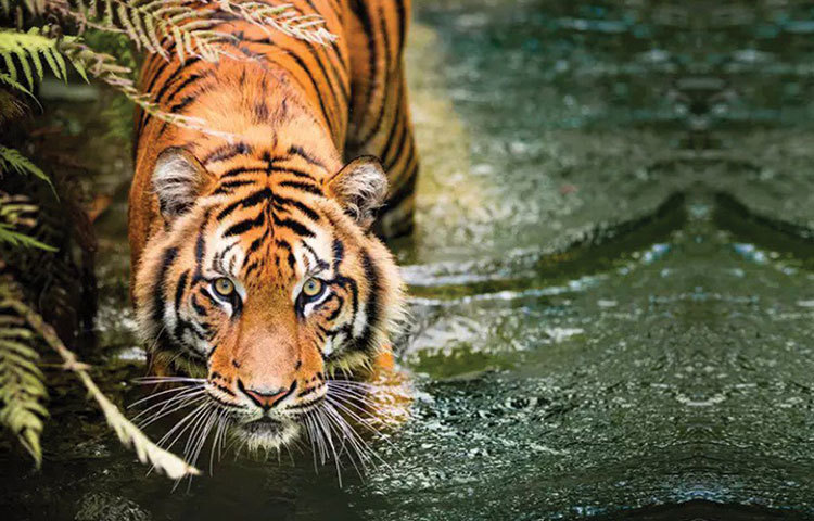 তার নাম মছলী। বিশ্বের বিভিন্ন প্রান্তের পশুপ্রেমীদের কাছে পরিচিত মুখ সে। জীবনকালে নিজের কীর্তির জন্য ‘লেডি অব দ্য লেকস’, ‘ক্রোকোডাইল কিলার’, ‘টাইগার কুইন অব রণথম্বোর’-এই সব নামও উপাধি হিসাবে পেয়েছে সে।