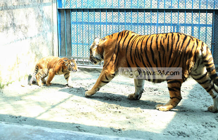 শনিবার (১২ ফেব্রুয়ারি) সকালে চিড়িয়াখানা ঘুরে দেখা গেছে, মা শিউলির সঙ্গে থেকেই বেড়ে উঠছে শাবক দুটো। ছবি: মাহবুব আলম
