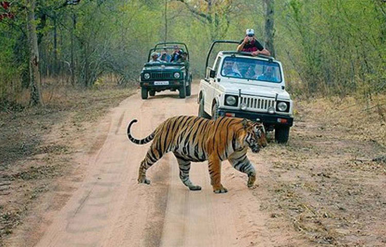তবে শুধু সন্তানের জন্ম নয়। পর্যটক ও পশুপ্রেমীদের মধ্যে বিপুল জনপ্রিয়তা অর্জন করে মছলী। সে যেমন ছিল দেখতে সুন্দর, তেমনই ক্যামেরার সামনেও ছিল সমান স্বচ্ছন্দ। সেই বোধহয় একমাত্র বাঘিনী যার ছবি সব থেকে বেশি বার তোলা হয়েছে। সরকারি হিসাবই বলছে, তার এই জনপ্রিয়তা ১৯৯৮ থেকে ২০০৯ এর মধ্যে ভারত সরকারকে ১০ কোটি মার্কিন ডলার রোজগার করতে সাহায্য করে। যা ভারতীয় মুদ্রায় ৭৫৫ কোটি টাকারও বেশি।