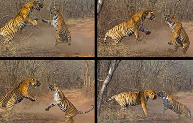 বাস্ততন্ত্র অসাধারণ অবদানের জন্য মছলীর প্রতি সম্মান জানাতে ২০১৩- সালে ভারত সরকার তার ছবি সম্বলিত পোস্টাল কভার ও স্ট্যাম্প ছাপে। এ ছাড়াও বাস্তুতন্ত্র সংরক্ষণে অবদান ও পর্যটক আকর্ষণের জন্য লাইফটাইম অ্যাচিভমেন্ট পুরস্কারও জিতেছিল সে।