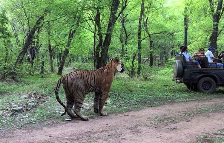 তবে ২০১৪ সালের পর থেকেই রণথম্বোরের রানি নিজের শক্তি হারাতে শুরু করে। ধীরে ধীরে দুর্বলও হয়ে পড়ে সে। শেষ বয়সে একটি চোখের দৃষ্টিশক্তি হারিয়েছিল সে। নিজের এলাকার দখলও ধীরে ধীরে হারাতে থাকে। অবশেষে ২০১৬ সালে ১৮ অগস্ট মৃত্যু হয় তার।