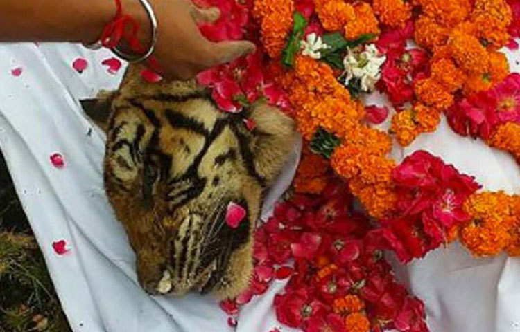 মৃত্যুর সময় তার বয়স হয়েছিল ১৯ বছর। এ ব্যাপারেও অনেক এগিয়ে মছলী। সাধারণত বাঘেদের জীবনকাল হয় ১০-১৫ বছর। কিন্তু মছলী বেঁচেছিল তার থেকে অনেকটাই বেশি।