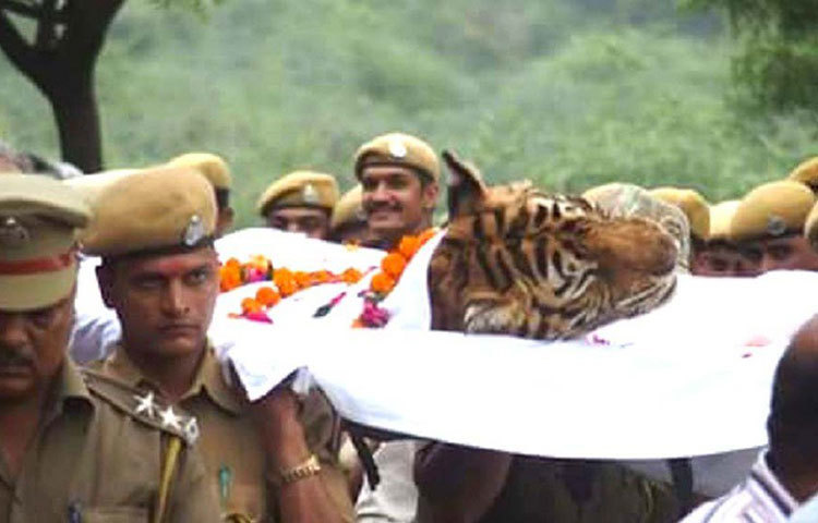 মৃত্যুর পর জাতীয় ব্যাঘ্র সংরক্ষণ কর্তৃপক্ষের প্রোটোকল অনুসারে তার দেহ সৎকার করা হয়।