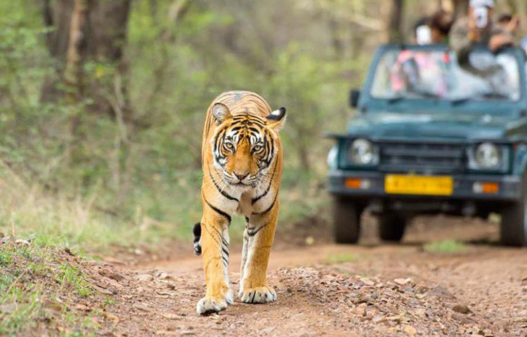 তার নামে একটি ফেসবুক পেজও আছে। সেখানেও তার ভক্ত সংখ্যা কম নয়। তাকে নিয়ে তৈরি হয়েছে বেশ কয়েকটি ডকুমেন্টারি ছবি। যার মধ্যে ‘দ্য ওয়ার্ল্ডস মোস্ট ফেমাস টাইগার’ ছবিটি ৬৬তম জাতীয় ফিল্ম পুরস্কার জিতেছিল।