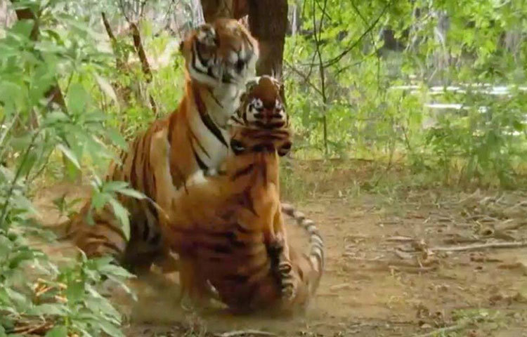 বাঘের সংখ্যা বৃদ্ধিতে অবদান, সাহসিকতা ও জনপ্রিয়তার জন্য রণথম্বোররে ইতিহাসে মছলীর নাম চিরস্মরণীয় হয়ে থাকবে।