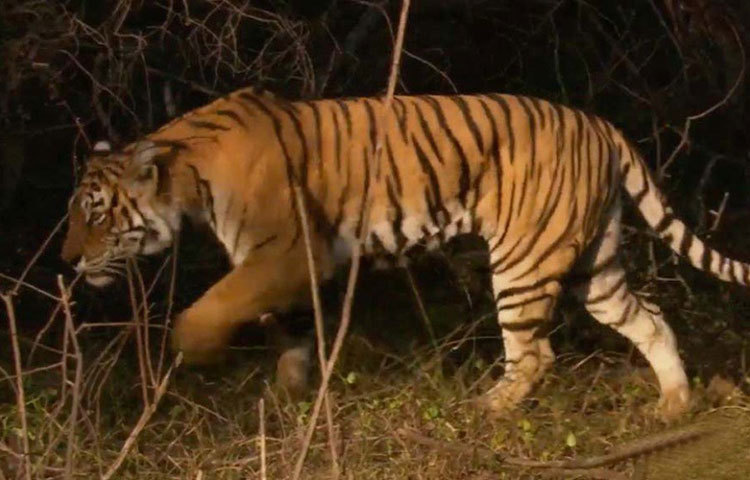 মছলী একটি বাঘিনী। ভারতের রাজস্থানের রণথম্বোর জাতীয় উদ্যান ছিল তার বিচরণ ক্ষেত্র। সেখানকার প্রায় ৩৫০ বর্গমাইল এলাকা জুড়ে ছিল তার রাজত্ব। রণথম্বোরের জঙ্গলে মছলীর প্রভাব সর্বজনবিদিত।