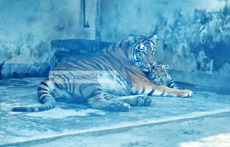 সংশ্লিষ্টরা বলছেন, এখনই দর্শনার্থীদের সামনে প্রদর্শন করা হচ্ছে না নতুন অতিথিদের। বয়স সাড়ে তিন মাস পার হলেও নামকরণ করা হয়নি শাবক দুটোর। ছবি: মাহবুব আলম